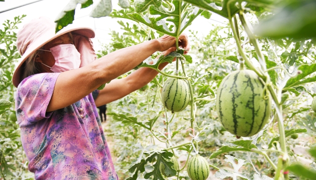 谷雨前后，種瓜點豆