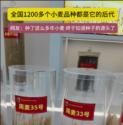 周口國家農(nóng)高區(qū)展示的種子資源，全國1200多個小麥品種都是它的后代!